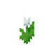 Белый тюльпан.png